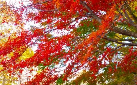 キャンプへステップワゴンで行く時の収納ボックス5選！